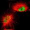 G Protein-Coupled Receptor Kinase 3 antibody, NBP1-90008, Novus Biologicals, Immunofluorescence image 