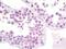 TRNA Methyltransferase 2 Homolog A antibody, orb179014, Biorbyt, Immunohistochemistry paraffin image 