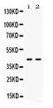 Glutaredoxin 3 antibody, PB10066, Boster Biological Technology, Western Blot image 