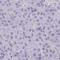 G2 And S-Phase Expressed 1 antibody, HPA060544, Atlas Antibodies, Immunohistochemistry paraffin image 