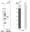 Milk Fat Globule-EGF Factor 8 Protein antibody, HPA002807, Atlas Antibodies, Western Blot image 