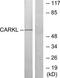 Sedoheptulokinase antibody, TA312739, Origene, Western Blot image 