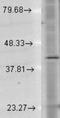 Rhodopsin antibody, NBP1-47602, Novus Biologicals, Western Blot image 