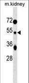 Tuftelin 1 antibody, LS-C157297, Lifespan Biosciences, Western Blot image 