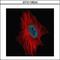 Zinc Finger Protein 449 antibody, GTX116524, GeneTex, Immunocytochemistry image 