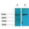 Aryl Hydrocarbon Receptor Nuclear Translocator antibody, LS-C387762, Lifespan Biosciences, Western Blot image 