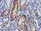 Lactamase Beta 2 antibody, NBP2-00509, Novus Biologicals, Immunohistochemistry frozen image 