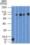 Solute Carrier Family 3 Member 2 antibody, NBP2-36491, Novus Biologicals, Western Blot image 