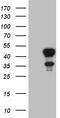 E74 Like ETS Transcription Factor 3 antibody, TA809972S, Origene, Western Blot image 
