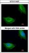 AarF Domain Containing Kinase 1 antibody, LS-C186210, Lifespan Biosciences, Immunocytochemistry image 