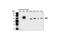 AKT Serine/Threonine Kinase 2 antibody, 2964S, Cell Signaling Technology, Western Blot image 