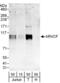 ARVCF Delta Catenin Family Member antibody, NBP1-78213, Novus Biologicals, Western Blot image 