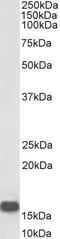 Neurogranin antibody, STJ72056, St John