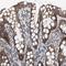 Mitochondrial Trans-2-Enoyl-CoA Reductase antibody, NBP1-85659, Novus Biologicals, Immunohistochemistry frozen image 