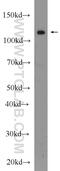 KAT8 Regulatory NSL Complex Subunit 1 Like antibody, 24183-1-AP, Proteintech Group, Western Blot image 