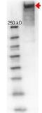KLH protein antibody, orb345840, Biorbyt, Western Blot image 
