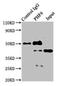 PHD Finger Protein 6 antibody, LS-C370110, Lifespan Biosciences, Immunoprecipitation image 