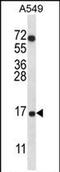 Cytochrome c oxidase subunit 7A-related protein, mitochondrial antibody, PA5-71681, Invitrogen Antibodies, Western Blot image 