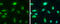 Chromodomain Helicase DNA Binding Protein 3 antibody, GTX131779, GeneTex, Immunofluorescence image 