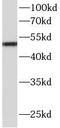 Angiotensinogen antibody, FNab00395, FineTest, Western Blot image 