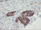 TSC22 Domain Family Member 1 antibody, LS-C174124, Lifespan Biosciences, Immunohistochemistry frozen image 