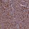 C-C motif chemokine 23 antibody, PA5-59824, Invitrogen Antibodies, Immunohistochemistry frozen image 