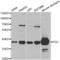 Progastricsin antibody, abx002093, Abbexa, Western Blot image 