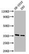 Growth Arrest Specific 1 antibody, CSB-PA009264LA01HU, Cusabio, Western Blot image 
