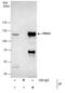 PMS1 Homolog 2, Mismatch Repair System Component antibody, PA5-29835, Invitrogen Antibodies, Immunoprecipitation image 