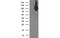 Activating Signal Cointegrator 1 Complex Subunit 2 antibody, MBS830464, MyBioSource, Western Blot image 