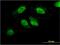 TL132 Protein antibody, MA5-23186, Invitrogen Antibodies, Immunofluorescence image 