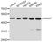 Annexin A7 antibody, A10752, ABclonal Technology, Western Blot image 