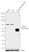 RUNX Family Transcription Factor 1 antibody, 701202, Invitrogen Antibodies, Western Blot image 