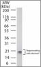 Regenerating islet-derived 1 antibody, orb96271, Biorbyt, Western Blot image 