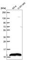 NADH:Ubiquinone Oxidoreductase Subunit B1 antibody, HPA063737, Atlas Antibodies, Western Blot image 