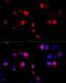 Heat Shock Protein Family A (Hsp70) Member 5 antibody, LS-C746952, Lifespan Biosciences, Immunofluorescence image 