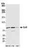 Cullin 5 antibody, A302-173A, Bethyl Labs, Western Blot image 