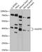 Nudix Hydrolase 9 antibody, 14-322, ProSci, Western Blot image 