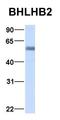 Ovo Like Zinc Finger 2 antibody, orb324464, Biorbyt, Western Blot image 