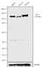 Tight Junction Protein 3 antibody, 701825, Invitrogen Antibodies, Western Blot image 