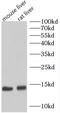 Ubiquinol-Cytochrome C Reductase Binding Protein antibody, FNab09279, FineTest, Western Blot image 