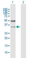 Sideroflexin 3 antibody, H00081855-B01P, Novus Biologicals, Western Blot image 