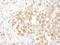 O-GlcNAcase antibody, NBP2-32233, Novus Biologicals, Immunohistochemistry frozen image 