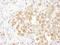 Bifunctional protein NCOAT antibody, NBP2-32233, Novus Biologicals, Immunohistochemistry frozen image 