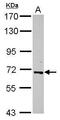 RELB Proto-Oncogene, NF-KB Subunit antibody, GTX102332, GeneTex, Western Blot image 