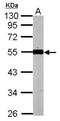 Kruppel Like Factor 12 antibody, NBP2-17067, Novus Biologicals, Western Blot image 