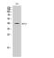 Solute Carrier Family 16 Member 13 antibody, STJ94048, St John