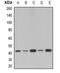 Serpin Family B Member 1 antibody, orb341021, Biorbyt, Western Blot image 