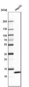 Fatty Acid Binding Protein 1 antibody, NBP1-87695, Novus Biologicals, Western Blot image 