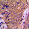 Histone Deacetylase 6 antibody, LS-C353232, Lifespan Biosciences, Immunohistochemistry paraffin image 